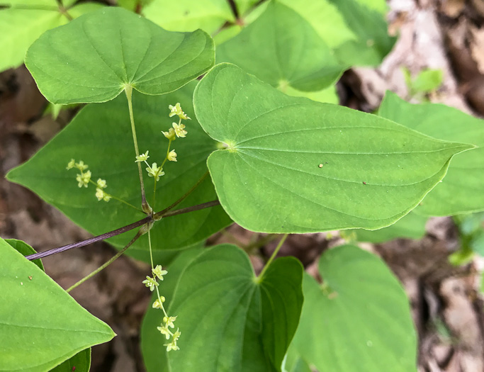 image of Dioscorea villosa, Common Wild Yam, Streamhead Yam, Yellow Yam