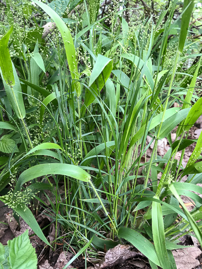 image of Dichanthelium laxiflorum, Open-flower Witchgrass, Open-flower Rosette Grass