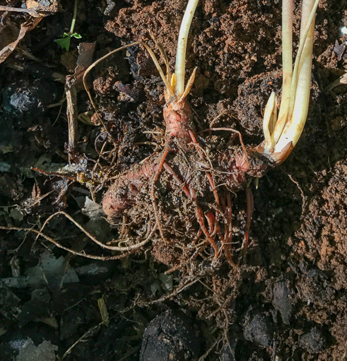 image of Sanguinaria canadensis, Bloodroot, Red Puccoon