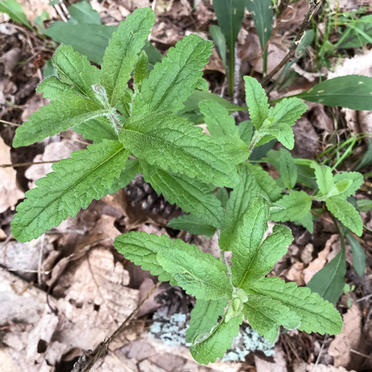 image of Eupatorium album, White Boneset, White-bracted Thoroughwort, White Thoroughwort, White Eupatorium