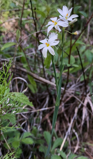 image of Sisyrinchium angustifolium, Narrowleaf Blue-eyed-grass, Stout Blue-eyed-grass