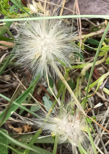 image of Facelis retusa, Trampweed, Fluffweed