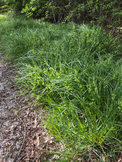 image of Carex lurida, Sallow Sedge