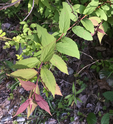 image of Spiraea japonica, Japanese Spiraea