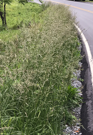 image of Lolium arundinaceum, Tall Fescue, Alta Fescue