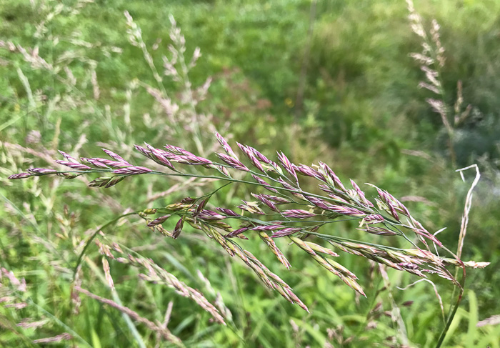 image of Lolium arundinaceum, Tall Fescue, Alta Fescue