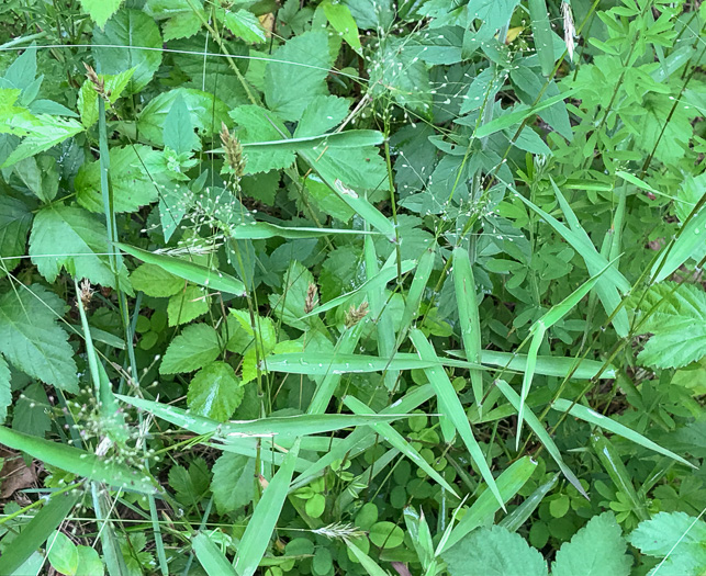 image of Dichanthelium microcarpon, Small-fruited Witchgrass