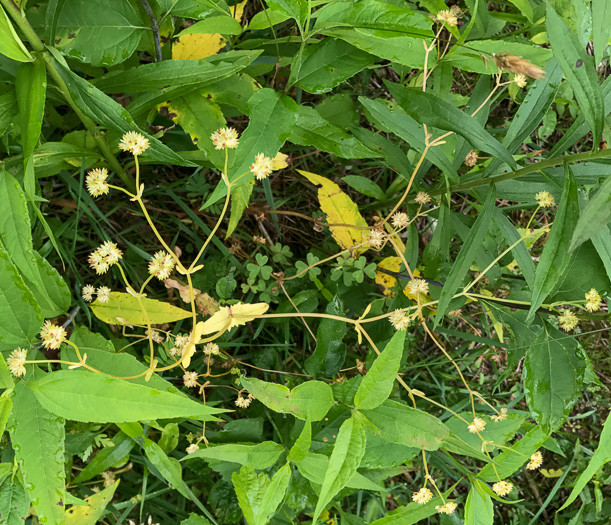 image of Valerianella radiata, Beaked Cornsalad