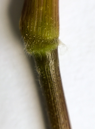 image of Dichanthelium commutatum +, Variable Witchgrass