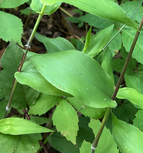 image of Dichanthelium boscii, Bosc's Witchgrass