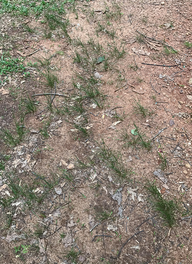 image of Juncus tenuis, Path Rush, Poverty Rush, Slender Rush