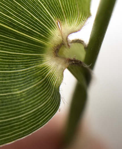 image of Dichanthelium boscii, Bosc's Witchgrass