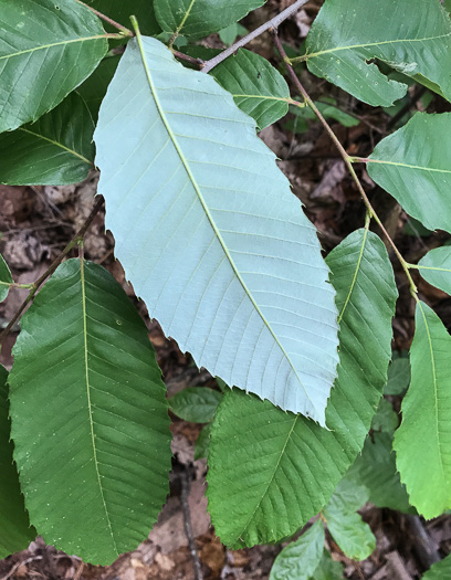 image of Castanea pumila, Common Chinquapin, Chinkapin, Allegheny Chinquapin