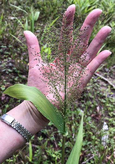 panicle