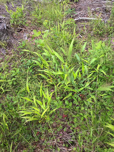 image of Dichanthelium polyanthes, Many-flowered Witchgrass, Small-fruited Witchgrass, Roundseed Witchgrass