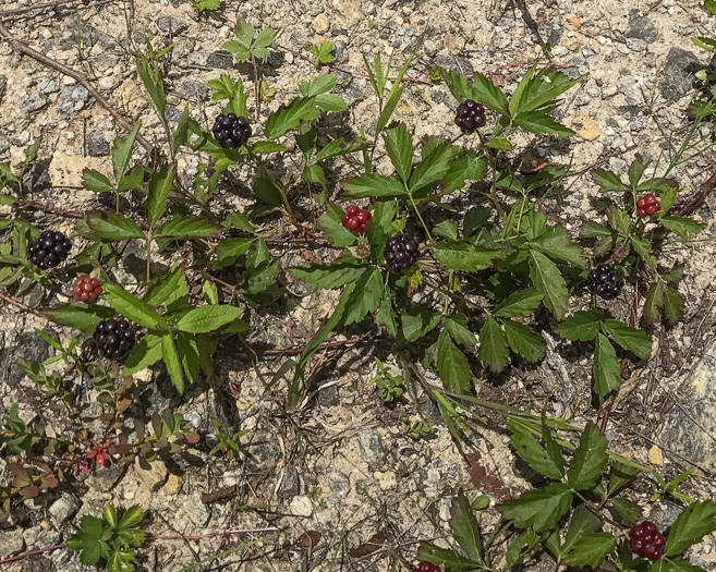 image of Rubus flagellaris, Common Dewberry, Northern Dewberry