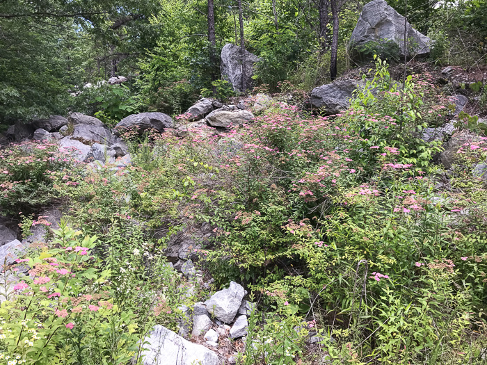 image of Spiraea japonica, Japanese Spiraea