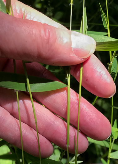 image of Dichanthelium microcarpon, Small-fruited Witchgrass