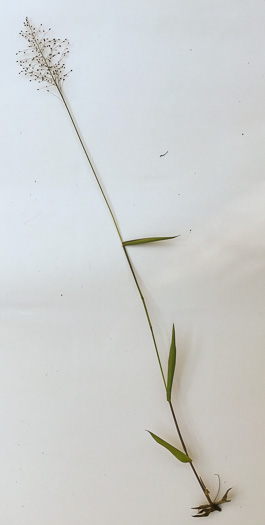 image of Dichanthelium sphaerocarpon, Round-fruited Witchgrass, Roundseed Witchgrass