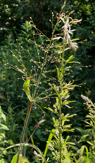 image of Dichanthelium scoparium, Velvet Witchgrass