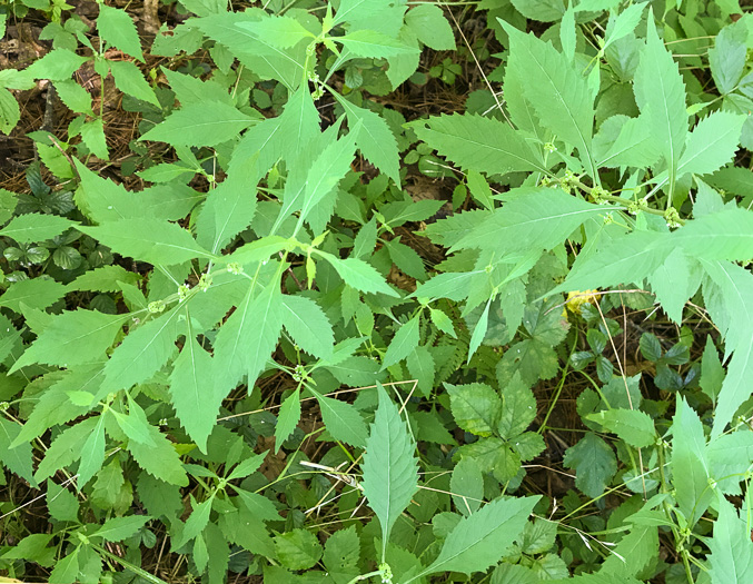 image of Lycopus virginicus, Virginia Bugleweed, Virginia water horehound