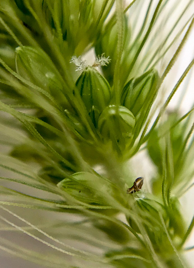 image of Setaria pumila, Yellow Foxtail