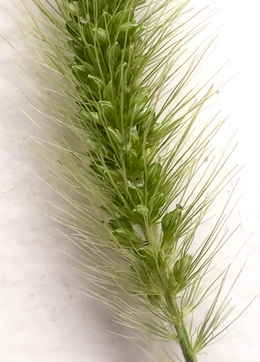 spikelet