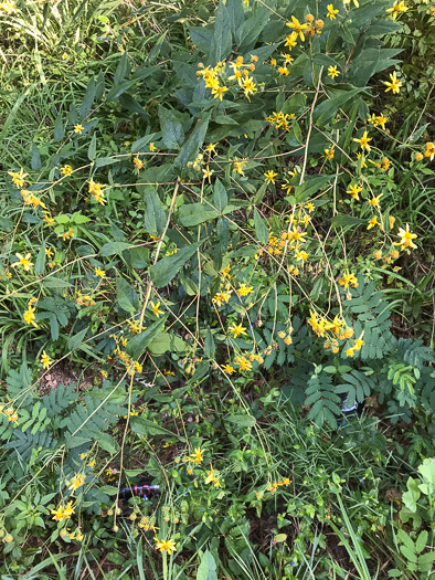 image of Helianthus microcephalus, Small Wood Sunflower, Small-headed Sunflower