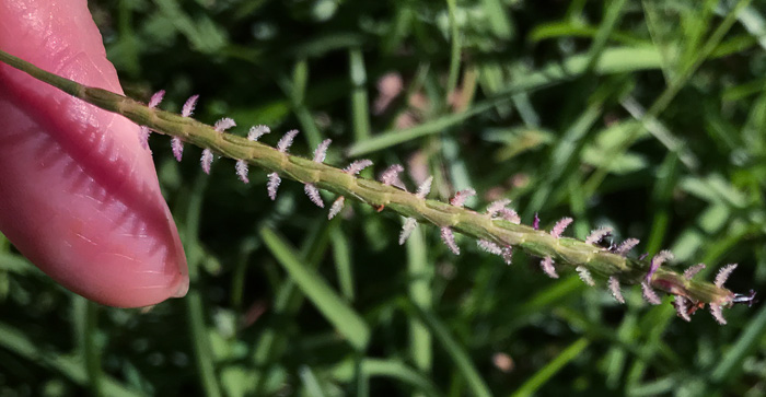 spikelet