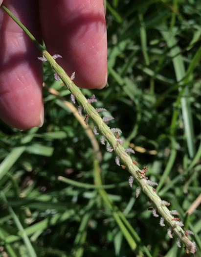 image of Eremochloa ophiuroides, Centipede Grass