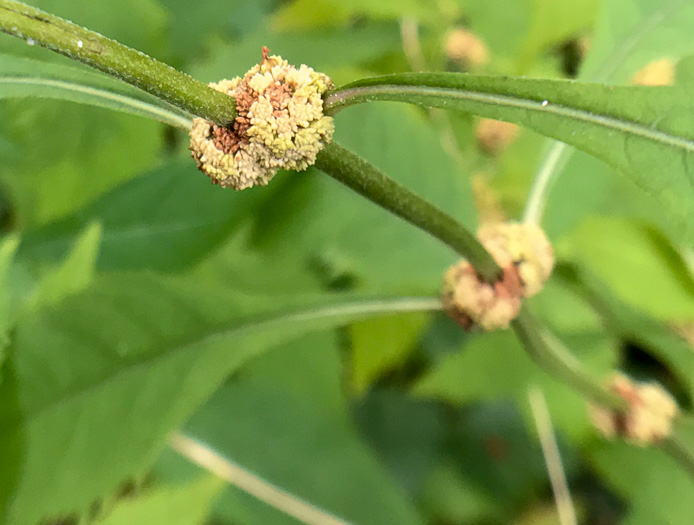 image of Lycopus virginicus, Virginia Bugleweed, Virginia water horehound