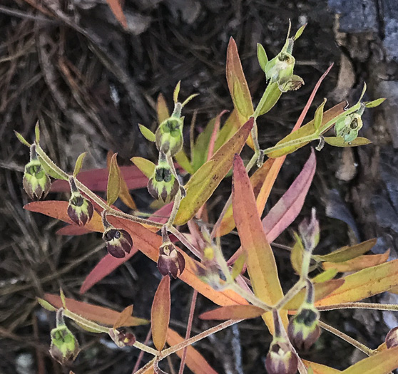 image of Trichostema setaceum, Narrowleaf Blue Curls