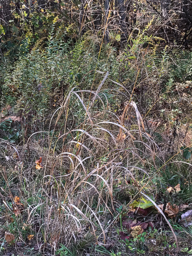 image of Panicum virgatum var. virgatum, Switchgrass, Prairie Switchgrass