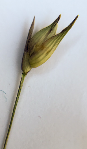 image of Panicum virgatum var. virgatum, Switchgrass, Prairie Switchgrass