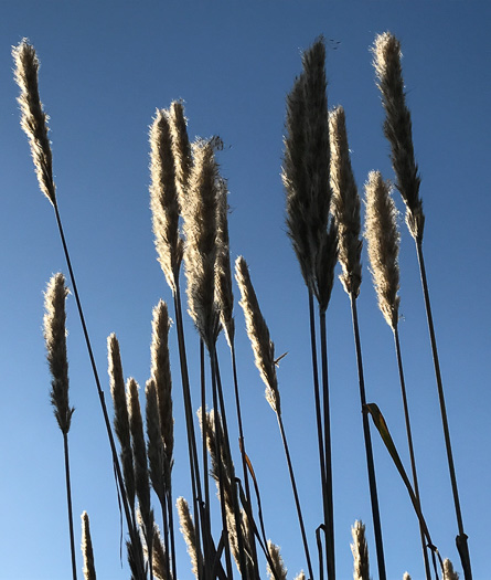 image of Erianthus giganteus, Sugarcane Plumegrass, Giant Plumegrass