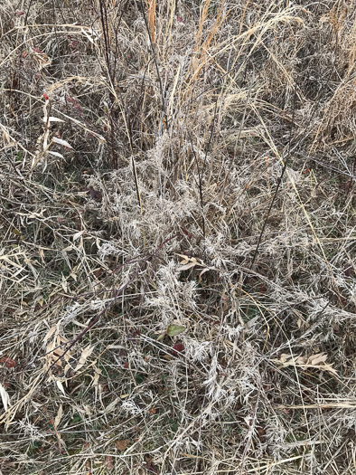 image of Dichanthelium scoparium, Velvet Witchgrass