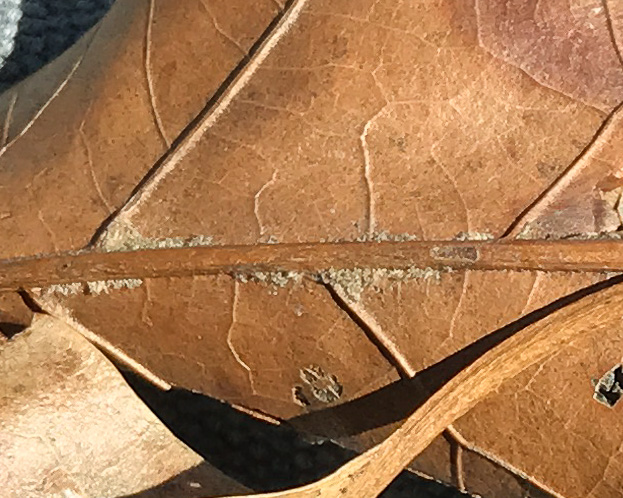 image of Quercus velutina, Black Oak