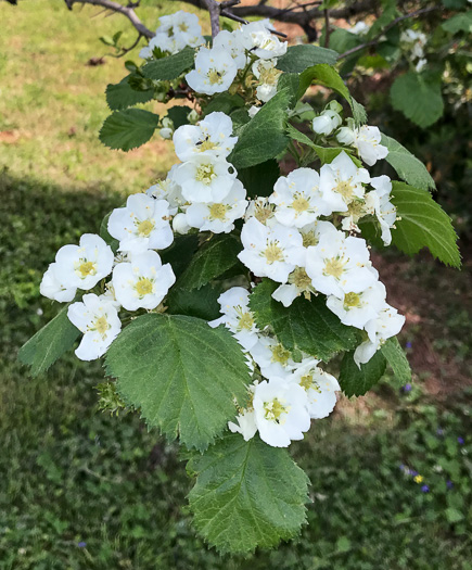 image of Crataegus mollis var. mollis, Downy Hawthorn