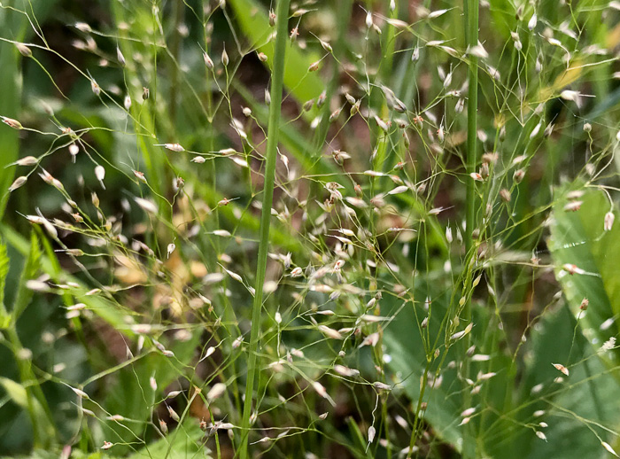 spikelet