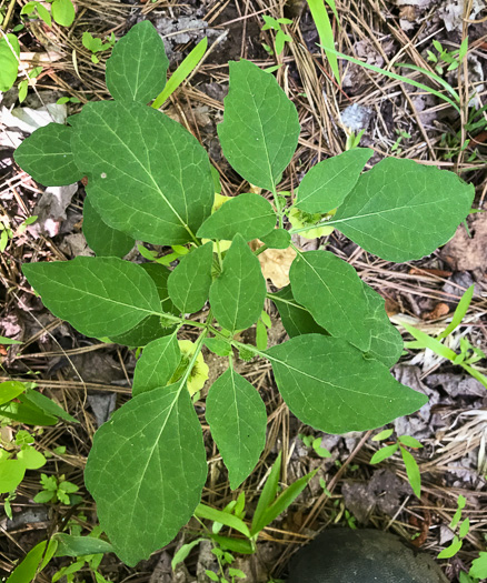 image of Physalis virginiana, Virginia Ground-cherry