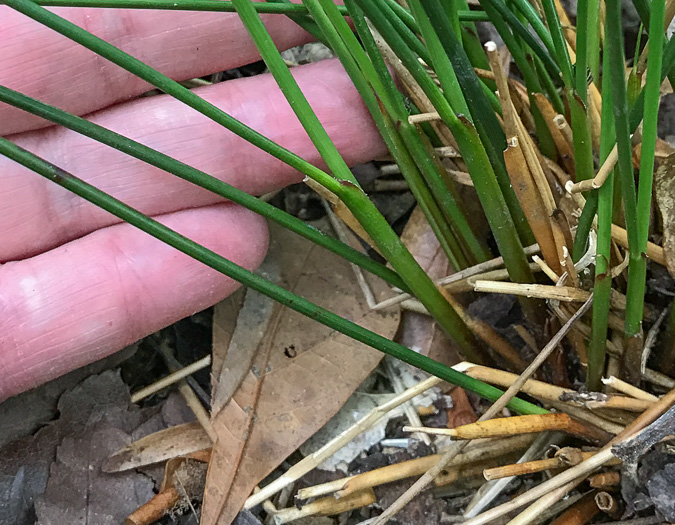 image of Juncus coriaceus, Leathery Rush