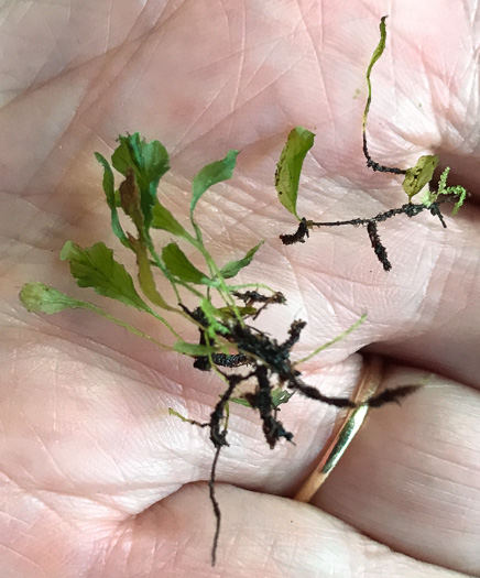 image of Didymoglossum petersii, Dwarf Filmy-fern, Bristle Fern, Peters' Filmy Fern