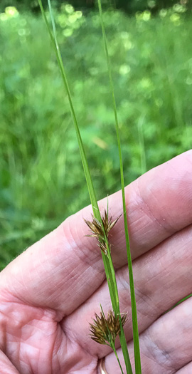 spikelet