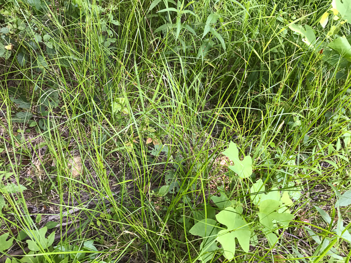 image of Rhynchospora glomerata, Clustered Beaksedge