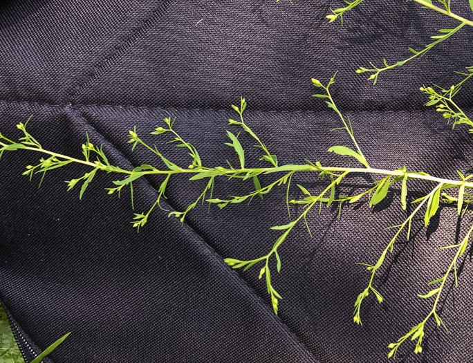 image of Linum striatum, Ridgestem Yellow Flax, Ridged Yellow Flax