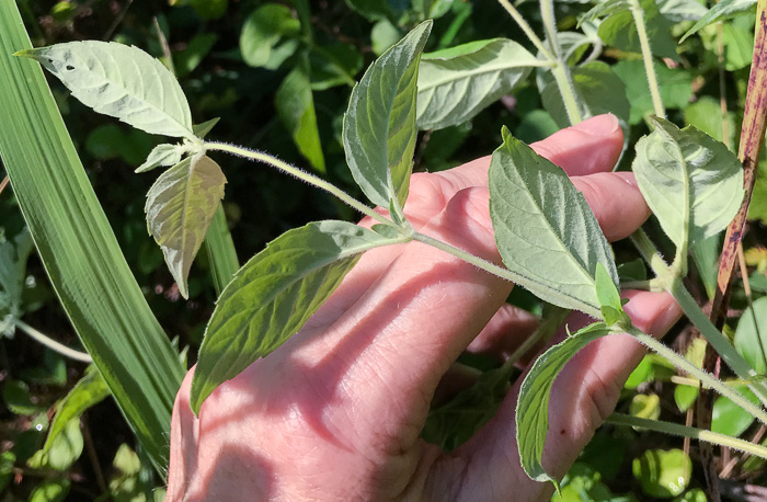 image of Pycnanthemum loomisii, Loomis's Mountain-mint