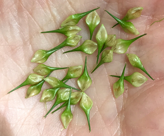 image of Carex lurida, Sallow Sedge