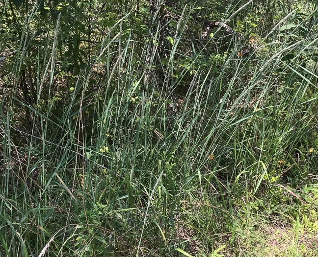 image of Greeneochloa coarctata, Nuttall's Reedgrass