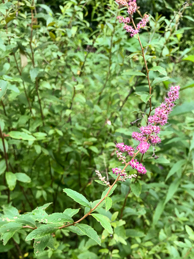 image of Spiraea tomentosa, Hardhack, Steeplebush, Rosy Meadowsweet