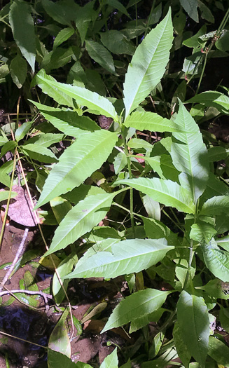 image of Bidens connata, Purplestem Beggarticks